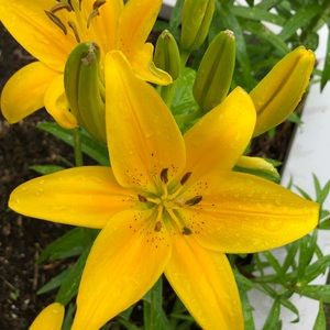 Meet your Posher, Lea